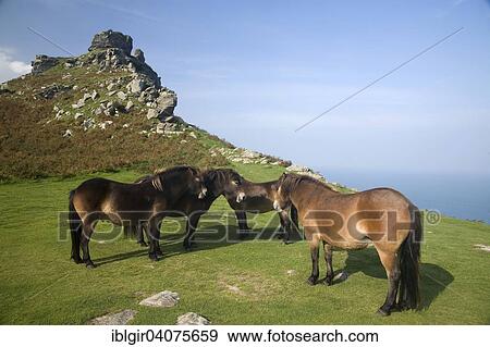 Stock Photo - "Exmoor ponies at the Valley of Rocks, Lynton, England, United Kingdom, Europe". Fotosearch