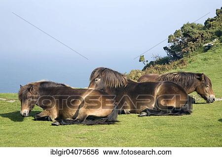"Exmoor ponies at the Valley of Rocks, Lynton, England, United Kingdom, Europe" View Large Photo Image Stock Photograph - "Exmoor ponies at the Valley of Rocks, Lynton, England, United Kingdom, Europe". Fotosearch