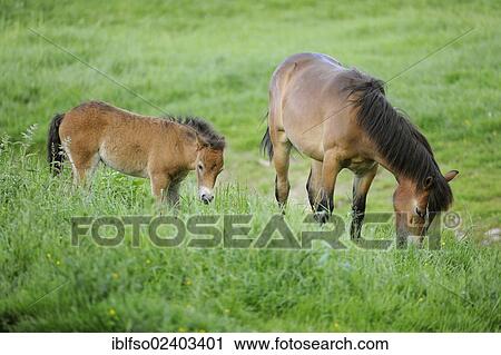 Stock Image - "Exmoor Pony (Equus ferus), mare and foal, state game reserve, Hesse, Germany, Europe". Fotosearch