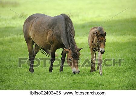 "Exmoor Pony (Equus ferus), mare and foal, state game reserve, Hesse, Germany, Europe" View Large Photo Image Stock Photography - "Exmoor Pony (Equus ferus), mare and foal, state game reserve, Hesse, Germany, Europe". Fotosearch