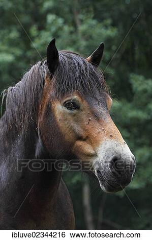 "Exmoor pony, portrait" View Large Photo Image Stock Photograph - "Exmoor pony, portrait". Fotosearch