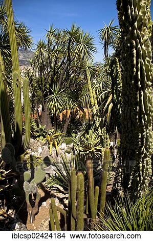 Exotic garden in Principality of Monaco, Europe View Large Photo Image Picture - Exotic garden in Principality of Monaco, Europe. Fotosearch