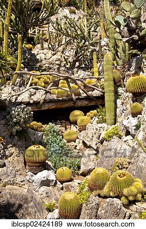 Exotic garden in Principality of Monaco, Europe View Large Photo Image Stock Photo - Exotic garden in Principality of Monaco, Europe. Fotosearch