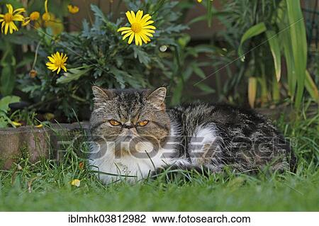 Exotic Shorthair cat lying in the garden View Large Photo Image Stock Image - Exotic Shorthair cat lying in the garden. Fotosearch