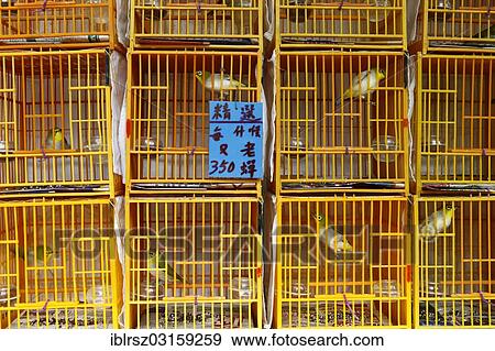 "Exotic songbirds in cages at the bird market of Hong Kong, Hong Kong, Hong Kong, China, People's Republic of China, Asia" View Large Photo Image Stock Photo - "Exotic songbirds in cages at the bird market of Hong Kong, Hong Kong, Hong Kong, China, People's Republic of China, Asia". Fotosearch
