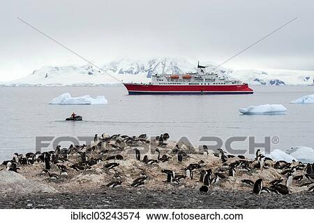 "Expedition cruise ship, MS Expedition, and a Zodiac inflatable boat between icebergs, colony of Gentoo Penguins (Pygoscelis papua) at the front, Cuverville Island, Antarctic Peninsula, Antarctica" View Large Photo Image Picture - "Expedition cruise ship, MS Expedition, and a Zodiac inflatable boat between icebergs, colony of Gentoo Penguins (Pygoscelis papua) at the front, Cuverville Island, Antarctic Peninsula, Antarctica". Fotosearch
