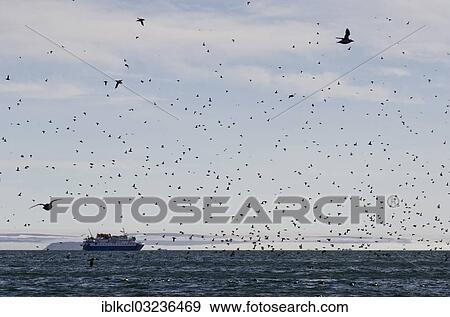 "Expedition cruise ship, MS Quest, surrounded by numerous Thick-billed Murres (Uria lomvia) at the bird cliffs of Alkefjellet, Hinlopenstretet, Spitsbergen Island, Svalbard Archipelago, Svalbard and Jan Mayen, Norway, Europe" View Large Photo Image Stock Photo - "Expedition cruise ship, MS Quest, surrounded by numerous Thick-billed Murres (Uria lomvia) at the bird cliffs of Alkefjellet, Hinlopenstretet, Spitsbergen Island, Svalbard Archipelago, Svalbard and Jan Mayen, Norway, Europe". Fotosearch