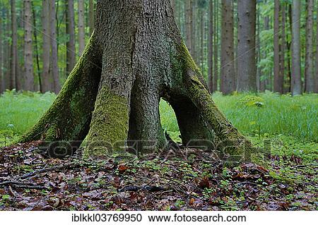 "Exposed root of a tree, Mindelheim, Bavaria, Germany, Europe" View Large Photo Image Stock Image - "Exposed root of a tree, Mindelheim, Bavaria, Germany, Europe". Fotosearch