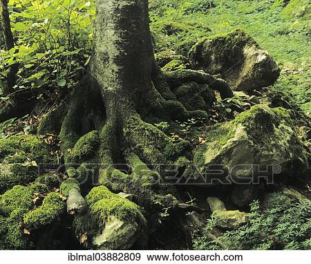 Stock Photo - "Exposed roots of a tree, Swabian Jura, Baden-Wurttemberg, Germany, Europe". Fotosearch