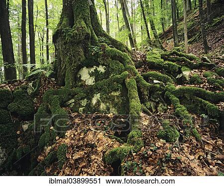 Stock Image - "Exposed tree roots on an escarpment, near Hechingen, Zollernalbkreis district, Swabian Jura, Baden-Wurttemberg, Germany, Europe". Fotosearch
