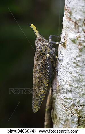 "Extremely rare beetle (Zanna pauliani), rainforest of Andasibe, Eastern Madagascar, Madagascar, Africa" View Large Photo Image Stock Photo - "Extremely rare beetle (Zanna pauliani), rainforest of Andasibe, Eastern Madagascar, Madagascar, Africa". Fotosearch