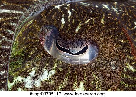 Stock Photo - "Eye of a Broadclub Cuttlefish (Sepia latimanus), UNESCO World Heritage Site, Great Barrier Reef, Australia, Pacific Ocean, Oceania". Fotosearch