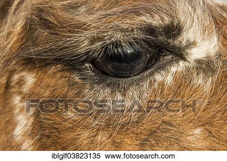 Stock Photography - "Eye of a Llama (Lama glama), Vorderstoder, Upper Austria, Austria, Europe". Fotosearch