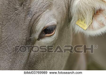 "Eye of an Allgau Cow, Bavaria, Germany, Europe" View Large Photo Image Stock Photo - "Eye of an Allgau Cow, Bavaria, Germany, Europe". Fotosearch