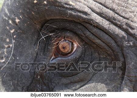"Eye of an Asian Elephant (Elephas maximus), Kappukadu Elephant Rehabilitation Centre, Kottur, Kerala, India, Asia" View Large Photo Image Stock Image - "Eye of an Asian Elephant (Elephas maximus), Kappukadu Elephant Rehabilitation Centre, Kottur, Kerala, India, Asia". Fotosearch