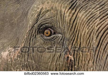 Stock Image - "Eye of an Asian or Asiatic elephant (Elephas maximus) in Kaziranga National Park, Assam, India, Asia". Fotosearch