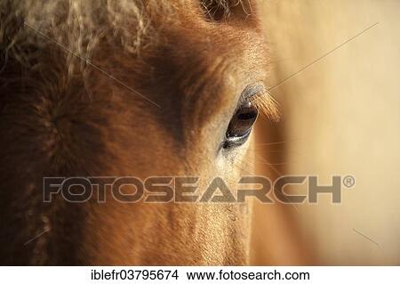 Picture - "Eye of an Icelandic Horse, Iceland, Europe". Fotosearch