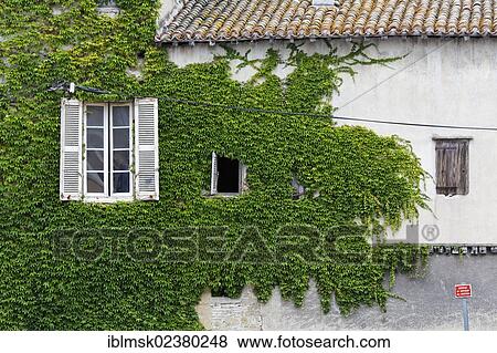 "Facade covered in ivy, Castelnaudary, Carcassonne, Languedoc-Roussillon, Aude, France, Europe" View Large Photo Image Stock Photo - "Facade covered in ivy, Castelnaudary, Carcassonne, Languedoc-Roussillon, Aude, France, Europe". Fotosearch