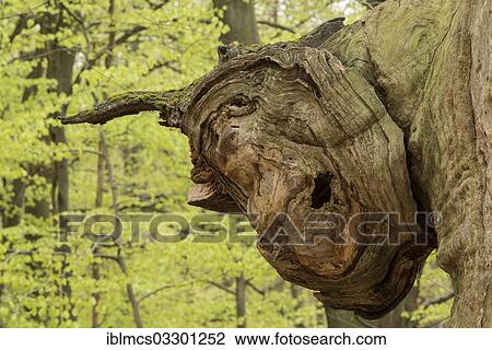 "Face-like expression in the growth of a tree, Urwald Sababurg, Reinhardswald, Hofgeismar, Hesse, Germany, Europe" View Large Photo Image Stock Image - "Face-like expression in the growth of a tree, Urwald Sababurg, Reinhardswald, Hofgeismar, Hesse, Germany, Europe". Fotosearch