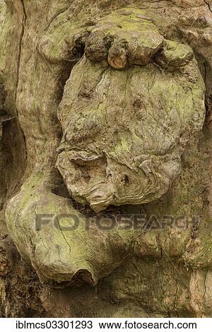 "Face-like expression in the growth of a tree, Urwald Sababurg, Reinhardswald, Hofgeismar, Hesse, Germany, Europe" View Large Photo Image Stock Image - "Face-like expression in the growth of a tree, Urwald Sababurg, Reinhardswald, Hofgeismar, Hesse, Germany, Europe". Fotosearch