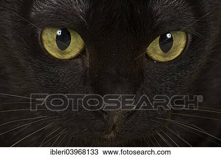 "Face of an Asian Cat, 2 years, colour Black Bombay" View Large Photo Image Stock Image - "Face of an Asian Cat, 2 years, colour Black Bombay". Fotosearch