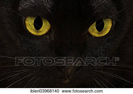 "Face of an Asian Cat, 2 years, colour Black Bombay" View Large Photo Image Stock Image - "Face of an Asian Cat, 2 years, colour Black Bombay". Fotosearch