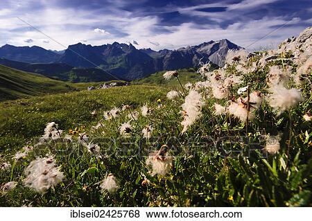 "Faded Alpine anemones (Pulsatilla alpina subsp. alpina) in front of panorama with peaks, Warth, Vorarlberg, Austria, Europe" View Large Photo Image Stock Photo - "Faded Alpine anemones (Pulsatilla alpina subsp. alpina) in front of panorama with peaks, Warth, Vorarlberg, Austria, Europe". Fotosearch