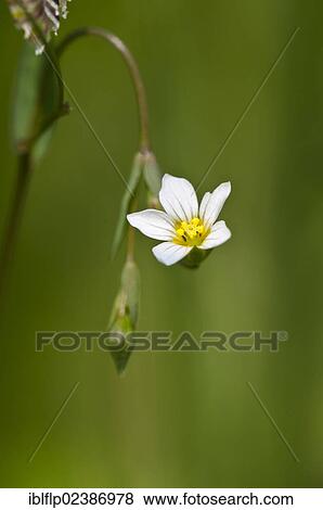 Stock Photo - "Fairy Flax (Linum catharticum), close-up of flower, Downe Bank Nature Reserve, North Downs, Kent, England, United Kingdom, Europe". Fotosearch
