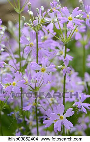 Picture - "Fairy Primrose or Baby Primrose (Primula malacoides), native to Asia". Fotosearch