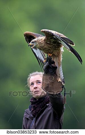 Stock Image - "Falconer with Red Kite (Milvus milvus), air show, Kasselburg, Rhineland-Palatinate, Germany, Europe". Fotosearch