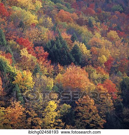 Stock Image - "Fall Foliage, New England, United States, North America". Fotosearch