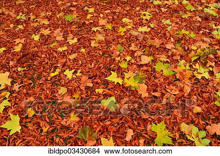 "Fall leaves, Tyrol, Austria, Europe" View Large Photo Image Picture - "Fall leaves, Tyrol, Austria, Europe". Fotosearch