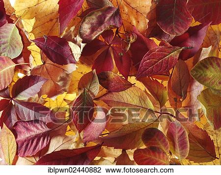 Stock Image - Fallen autumn leaves. Fotosearch