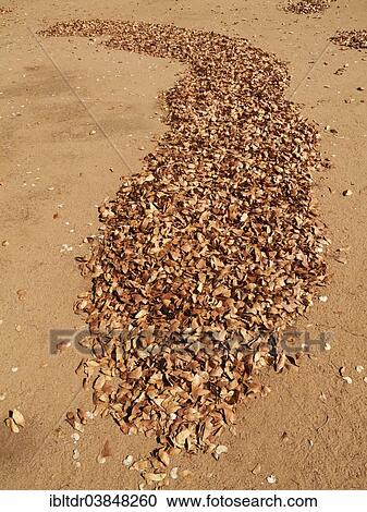 "Fallen Mopane leaves (Colophospermum mopane), Kruger National Park, South Africa, Africa" View Large Photo Image Stock Image - "Fallen Mopane leaves (Colophospermum mopane), Kruger National Park, South Africa, Africa". Fotosearch
