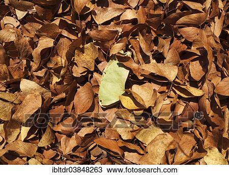 "Fallen Mopane leaves (Colophospermum mopane), Kruger National Park, South Africa, Africa" View Large Photo Image Stock Image - "Fallen Mopane leaves (Colophospermum mopane), Kruger National Park, South Africa, Africa". Fotosearch