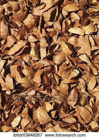 "Fallen Mopane leaves (Colophospermum mopane), Kruger National Park, South Africa, Africa" View Large Photo Image Stock Photo - "Fallen Mopane leaves (Colophospermum mopane), Kruger National Park, South Africa, Africa". Fotosearch