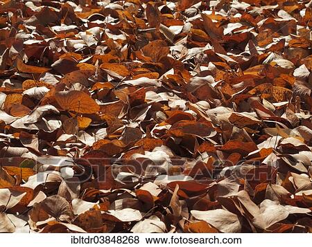 "Fallen Mopane leaves (Colophospermum mopane), Kruger National Park, South Africa, Africa" View Large Photo Image Stock Photo - "Fallen Mopane leaves (Colophospermum mopane), Kruger National Park, South Africa, Africa". Fotosearch