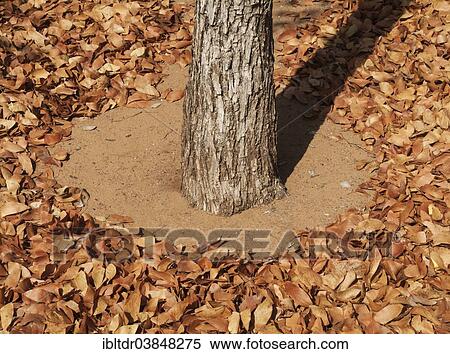 "Fallen Mopane leaves (Colophospermum mopane), Kruger National Park, South Africa, Africa" View Large Photo Image Stock Photography - "Fallen Mopane leaves (Colophospermum mopane), Kruger National Park, South Africa, Africa". Fotosearch
