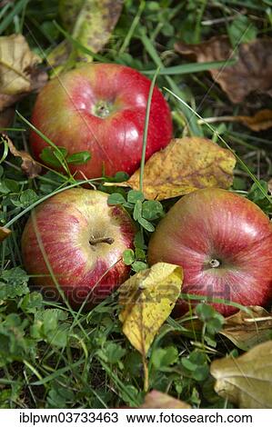Fallen red apples View Large Photo Image Stock Image - Fallen red apples. Fotosearch