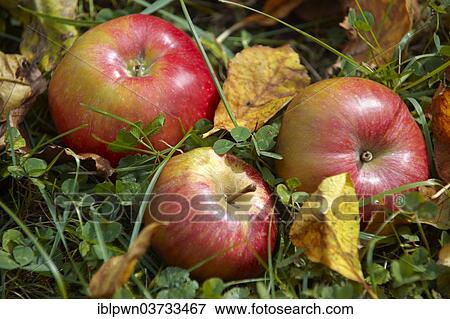 Fallen red apples View Large Photo Image Stock Photo - Fallen red apples. Fotosearch