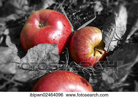 Fallen red apples View Large Photo Image Stock Photograph - Fallen red apples. Fotosearch