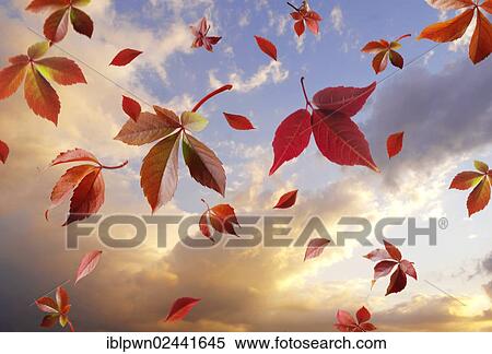 Falling autumn leaves against a cloudy sunset sky View Large Photo Image Stock Photography - Falling autumn leaves against a cloudy sunset sky. Fotosearch