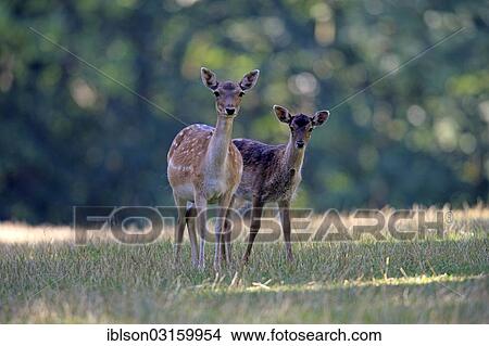 Picture - "Fallow Deer (Cervus dama), doe with a fawn, captive, Wildpark Silz, Silz - Palatinate, Rhineland-Palatinate, Germany, Europe". Fotosearch