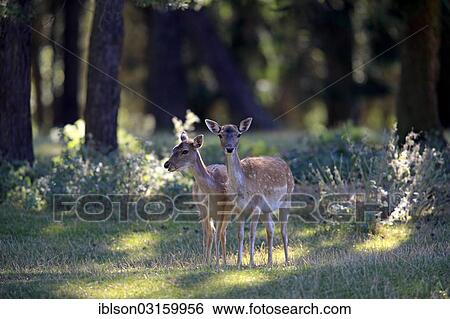 "Fallow Deer (Cervus dama), two does, captive, Wildpark Silz, Silz - Palatinate, Rhineland-Palatinate, Germany, Europe" View Large Photo Image Stock Photograph - "Fallow Deer (Cervus dama), two does, captive, Wildpark Silz, Silz - Palatinate, Rhineland-Palatinate, Germany, Europe". Fotosearch