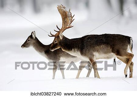 "Fallow Deer (Dama dama), buck and doe in winter, North Rhine-Westphalia, Germany, Europe" View Large Photo Image Stock Image - "Fallow Deer (Dama dama), buck and doe in winter, North Rhine-Westphalia, Germany, Europe". Fotosearch