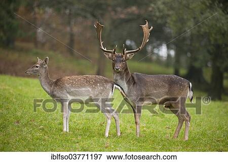 "Fallow Deer (Dama dama), buck and doe standing in a meadow, captive, Bavaria, Germany, Europe" View Large Photo Image Stock Photo - "Fallow Deer (Dama dama), buck and doe standing in a meadow, captive, Bavaria, Germany, Europe". Fotosearch