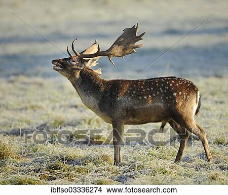 Picture - "Fallow Deer (Dama dama), buck belling during the rutting season, captive, Bavaria, Germany, Europe". Fotosearch