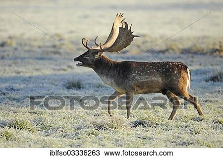 "Fallow Deer (Dama dama), buck belling during the rutting season, captive, Bavaria, Germany, Europe" View Large Photo Image Stock Image - "Fallow Deer (Dama dama), buck belling during the rutting season, captive, Bavaria, Germany, Europe". Fotosearch