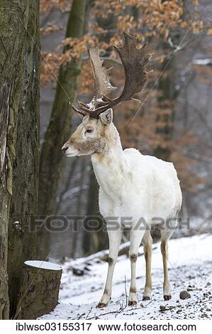 "Fallow Deer (Dama dama), buck, Daun, Vulkan Eifel, Eifel, Rhineland-Palatinate, Germany, Europe" View Large Photo Image Stock Photo - "Fallow Deer (Dama dama), buck, Daun, Vulkan Eifel, Eifel, Rhineland-Palatinate, Germany, Europe". Fotosearch