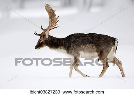 "Fallow Deer (Dama dama), buck in winter, North Rhine-Westphalia, Germany, Europe" View Large Photo Image Stock Photo - "Fallow Deer (Dama dama), buck in winter, North Rhine-Westphalia, Germany, Europe". Fotosearch